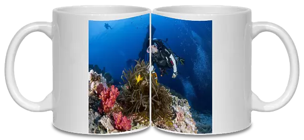 Anemone and a diver