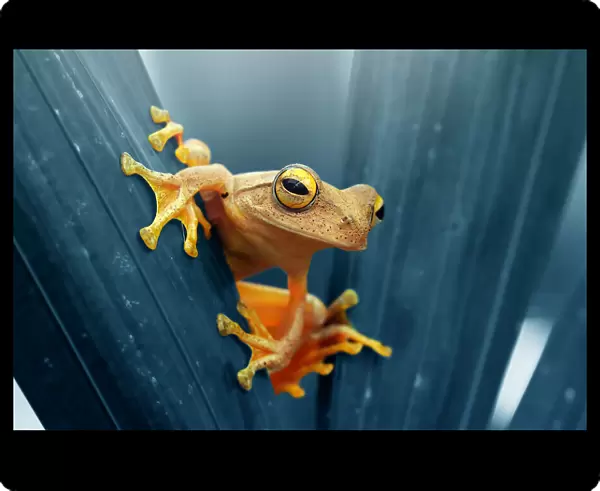 Frog - The Gold
