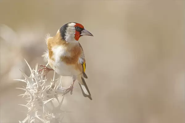 Goldfinch - Profile