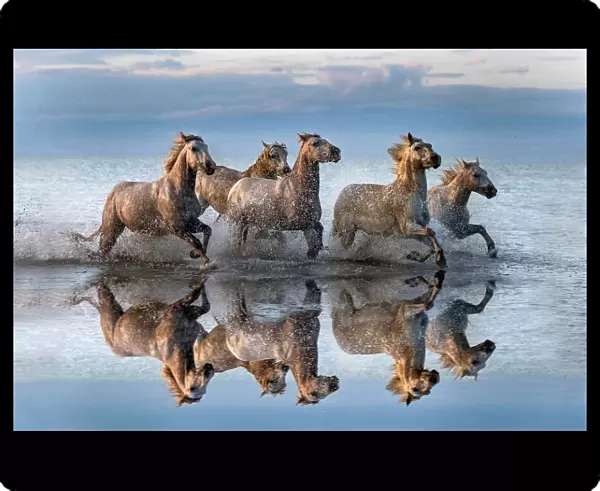 Horses and reflection