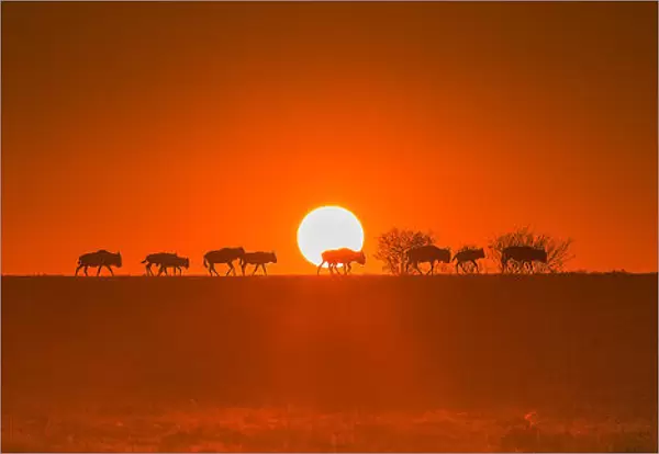 Wildebeests Walking in Golden Light