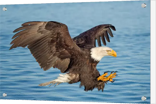 Fishing Eagle