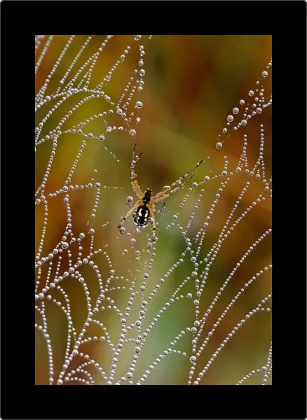 The pearls of the spider