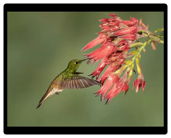 Buff-tailed Coronet - Hummingbird beauty