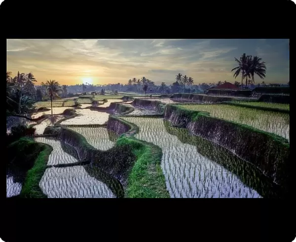 Paddy fields forever