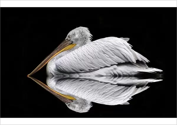 Mirrored the Pelican