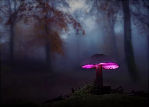 The mushrooms of the forest 06