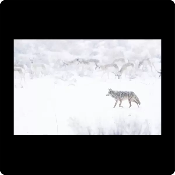 Coyote Hunting in Blizzard