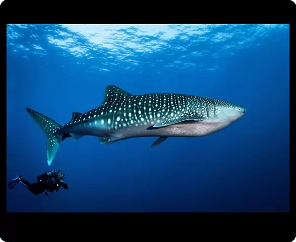 Whale shark and diver