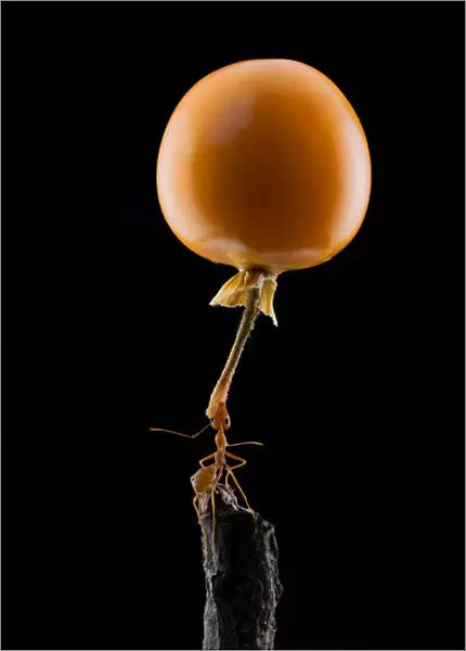 mighty Ant lift-up a tomato