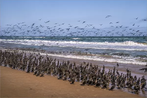 The Great Spectacal of the Cormorants in Sandwich Bay