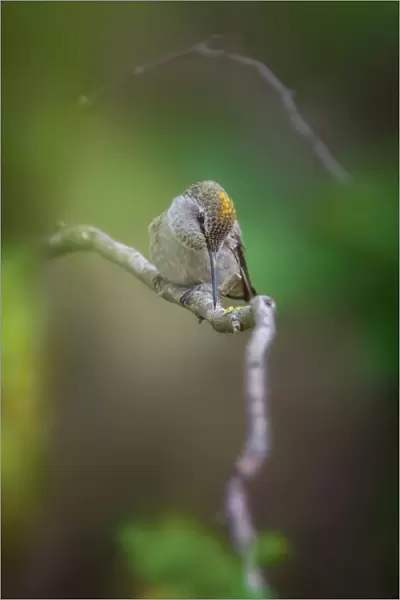 Pollen-head Hummingbird