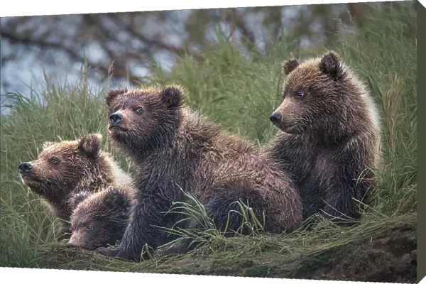 Four Bear cubs waiting