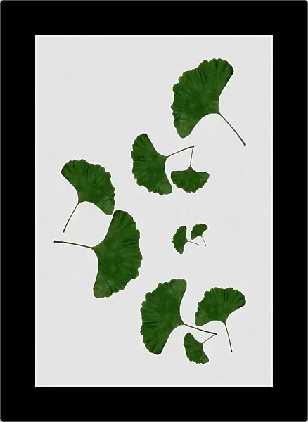Ginkgo Leaf I