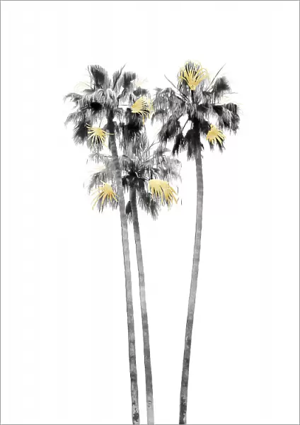 Palm Tree Black, White and Gold 03