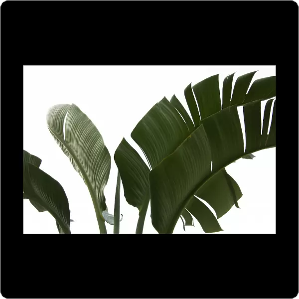 Travellers Palm Leaves Foliage Photo 06
