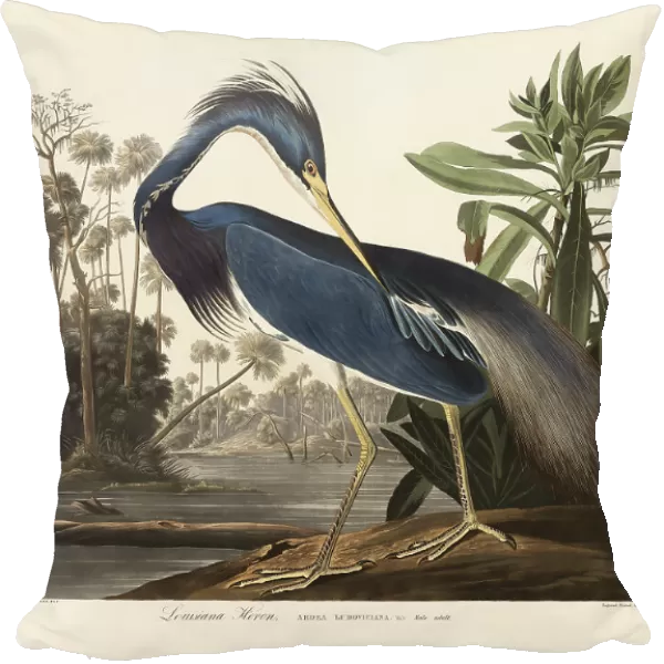 Louisiana Heron From Birds of America (1827)