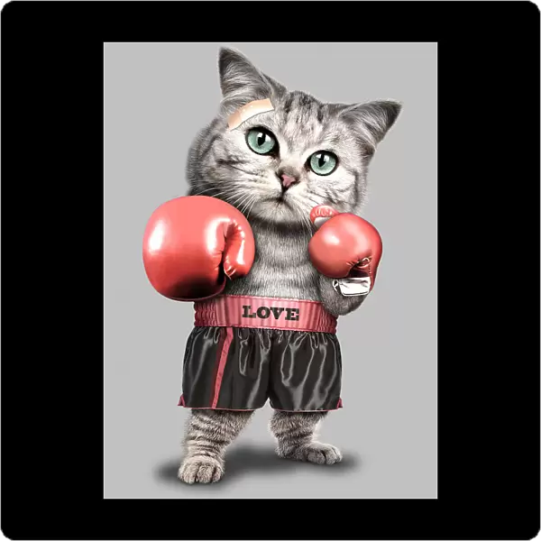 boxing cat