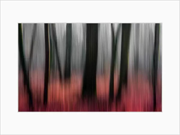 red wood. Gilbert Claes