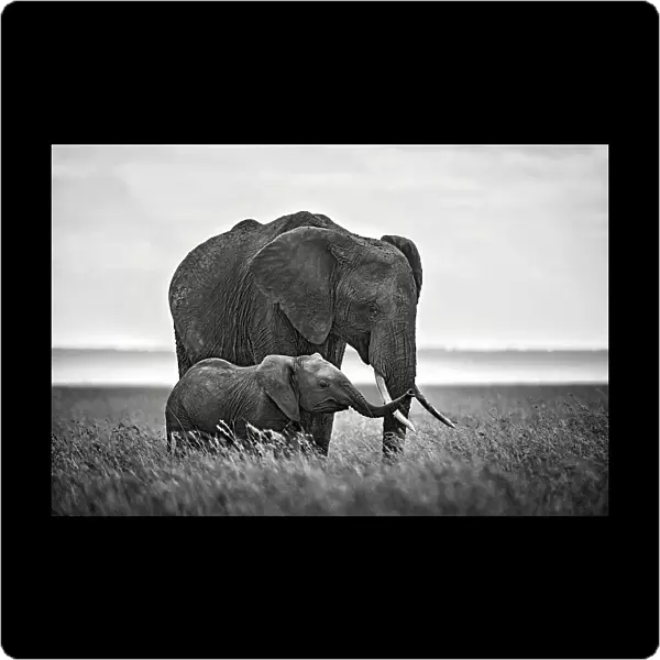 Mother elephant with her calf