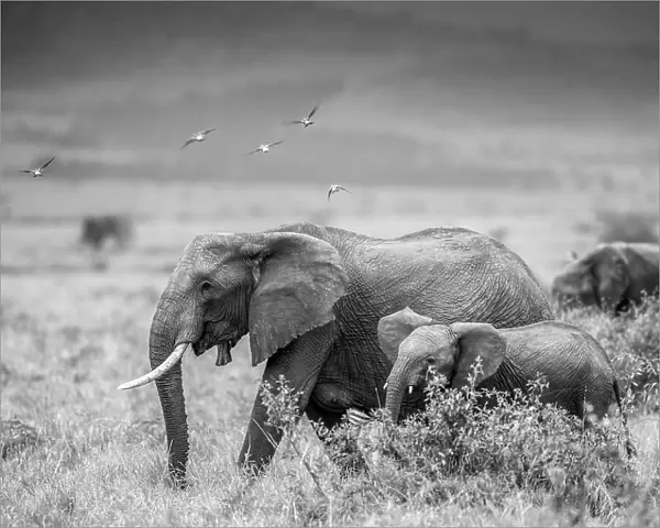 MONO ELEPHANT FAMILY