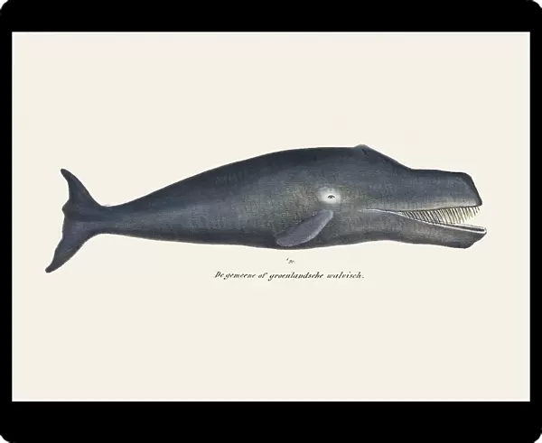 Whale I Antique Handcolored Sealife Lithograph 1824