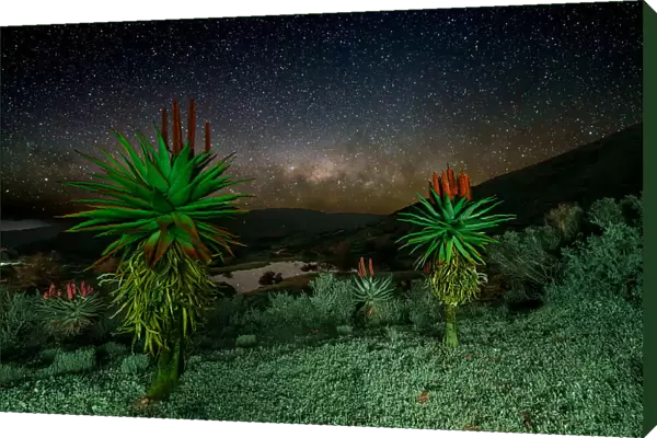 Aloes under the stars
