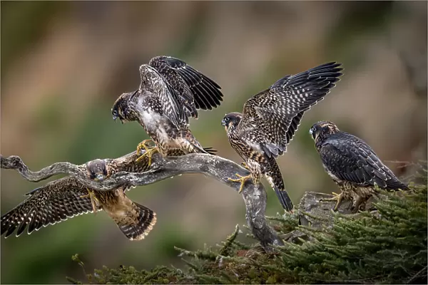 Come on! You can make it! - 4 Juveniles of Peregrine Falcon