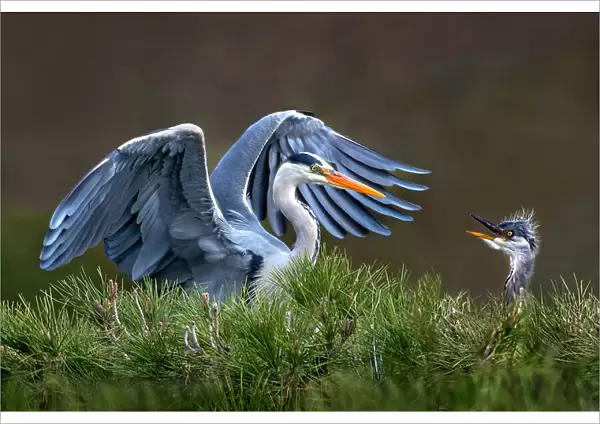 Heron with chick