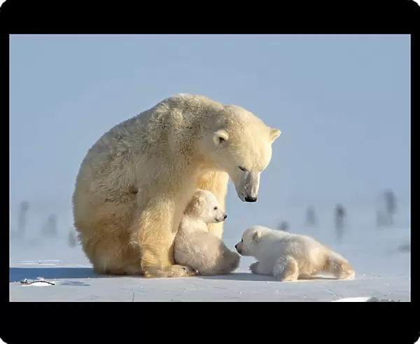Naughty polar bear cub