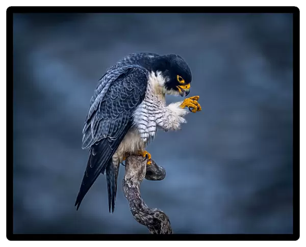 Oh, My hand! You will not fail me - Male Peregrine Falcon