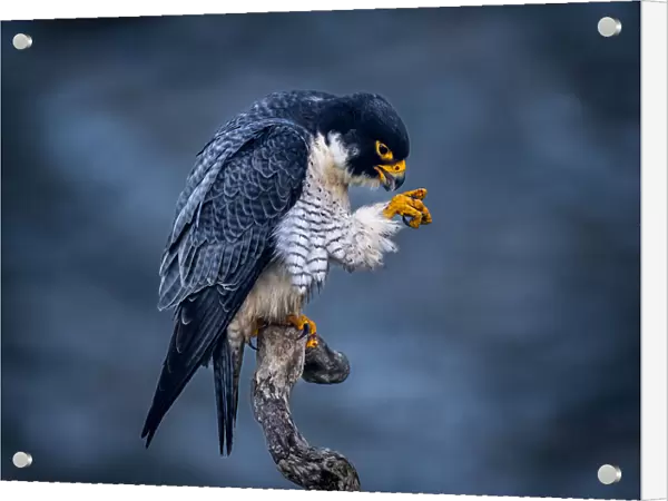 Oh, My hand! You will not fail me - Male Peregrine Falcon
