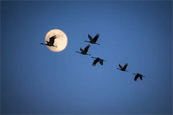 Full Moon Night - Sandhill Cranes - Bosque del Apache NM