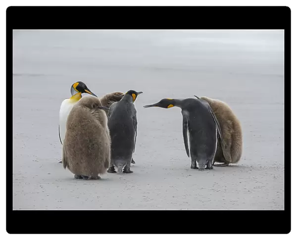 Greetings Among Penguins