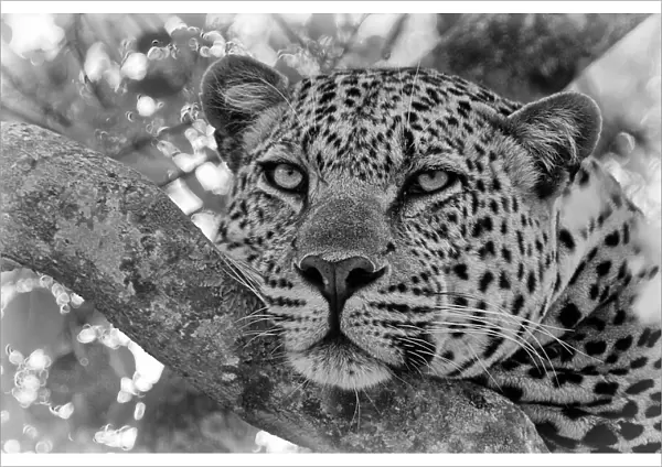 Pensive Leopard