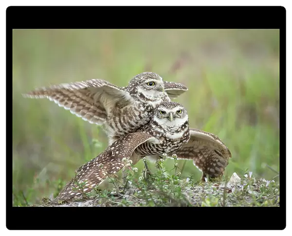 Burrowing Owls Love