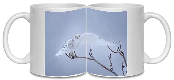 Snowy Owl. Tao Huang