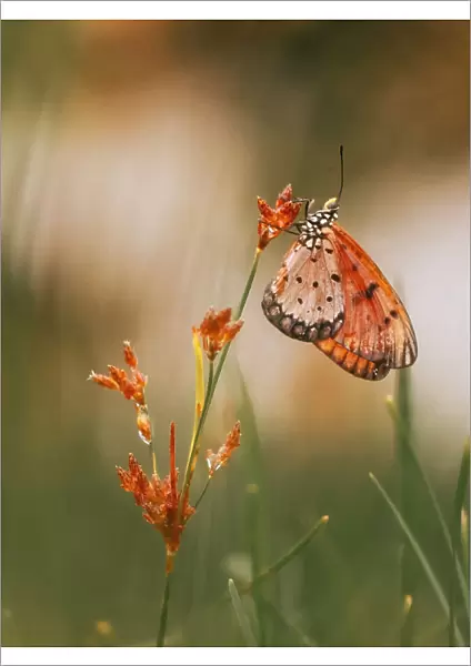 Butterfly. Wahyu Winda