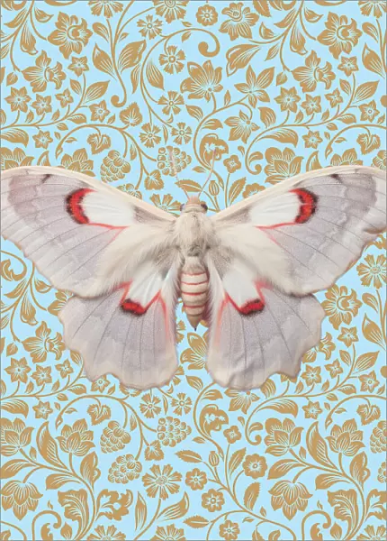 Butterfly #12