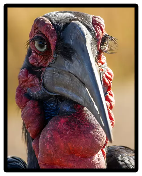 Southern Ground-Hornbill