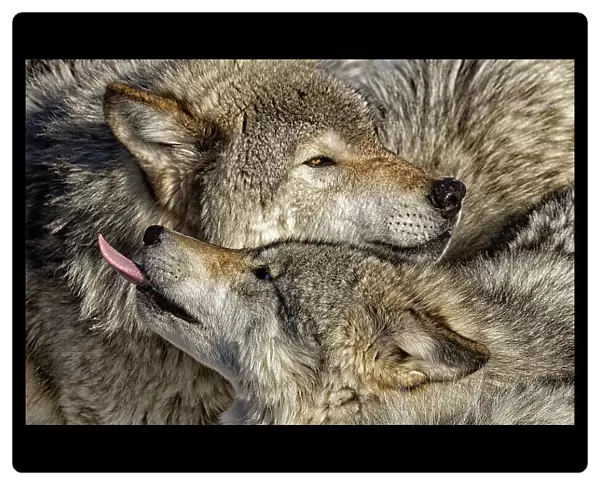 Timber Wolves PDA