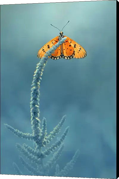 Butterfly on Top