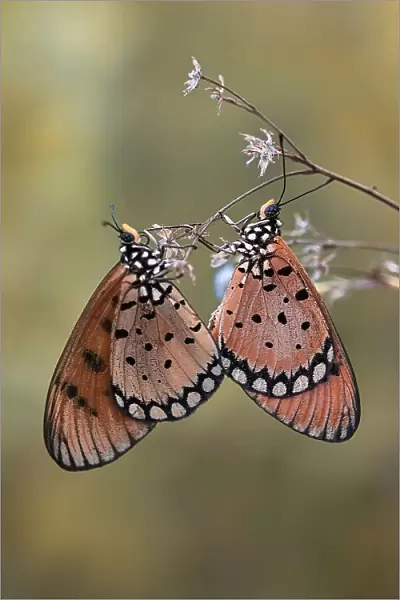 Mating moment of butterflies