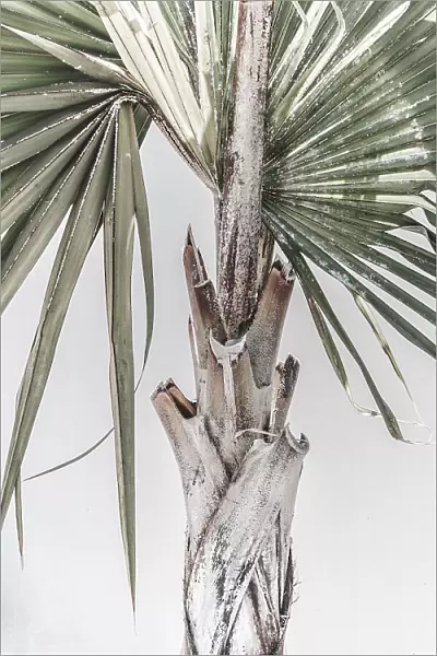 Palm. Magda Izzard