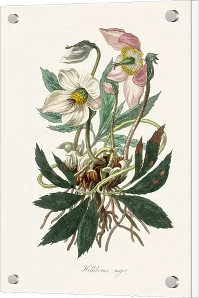 Christmas Rose (helleborus Niger) Medical Botany