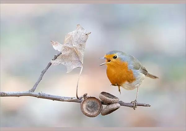 The robin sings on one leg!