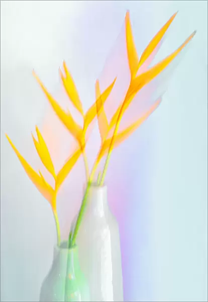 Still life with flower (Heliconia)