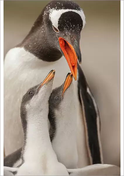 Gentoo penguin juvenile