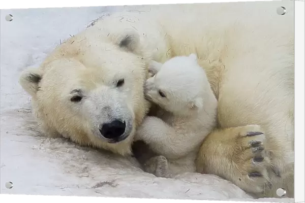 Polar bear with mom
