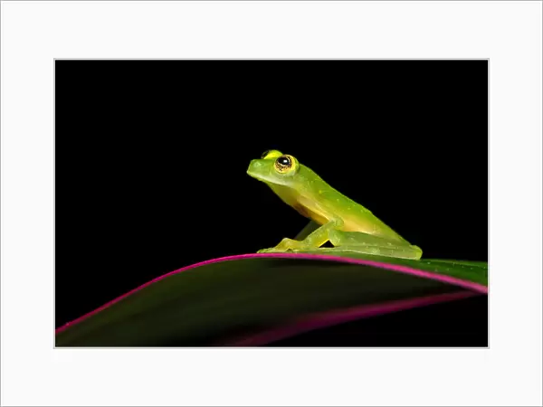 Suretka glass frog